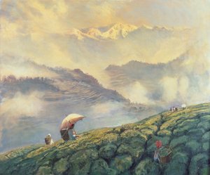 Cueillette de thé, Darjeeling, Inde, 1999 - Tim Scott Bolton